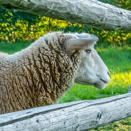 Corno Owca Κατάλυμα σε φάρμα Zabnica