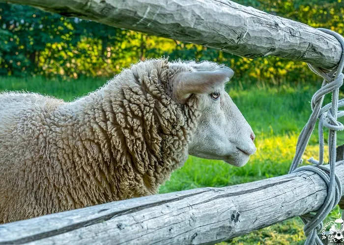 Corno Owca Farm stay Zabnica